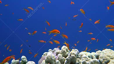 Colorful fish on vibrant coral reef, red sea