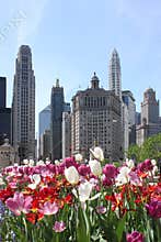 Chicago Skyline with Flowers