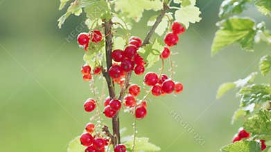 Harvest red currant. Female hands pluck berries, close-up