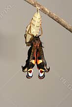 Metamorphosis