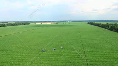 Cultivation of corn, corn plantation with juicy, green, young corn shoots. On the field special tractors for maize
