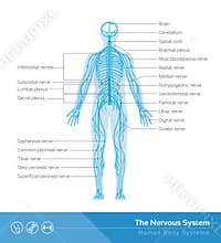 The nervous system