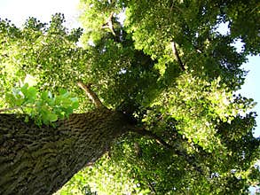 environment green tree with treetrunk