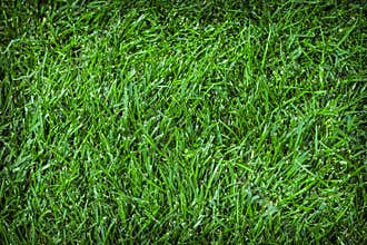 Green grass texture