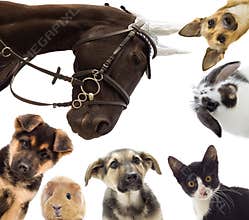 Group of different pets