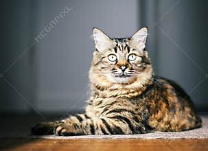 Alert cat