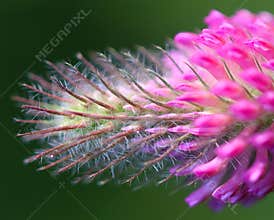 Flower detail: bees protection
