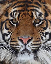 Tiger face