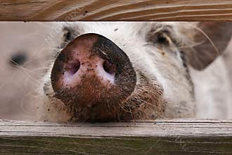 Pink Pig Snout