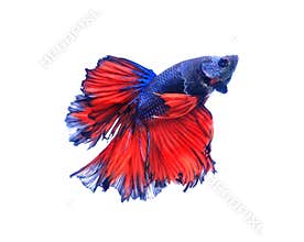 Red and blue half moon butterfly siamese fighting fish, betta f