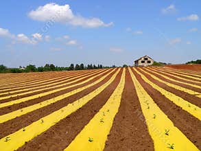 Watermelon field with plastic cover Israel