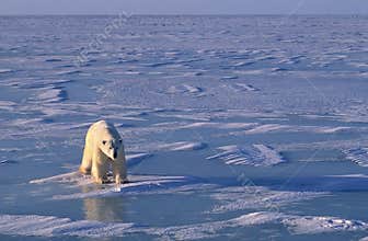 Polar bear, low bright side light in Arctic