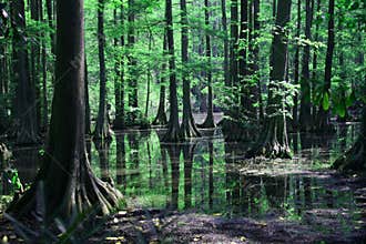 Cypress swamp reflection