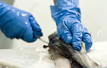Fish processing factory
