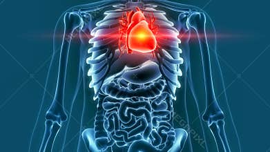 Human heart pain