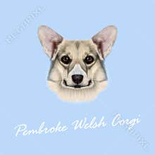 Vector illustrated portrait Pembroke Welsh Corgi Dog