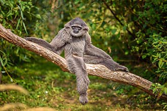 Silvery gibbon (Hylobates moloch)