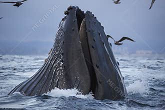 Humpback Whale Feeding