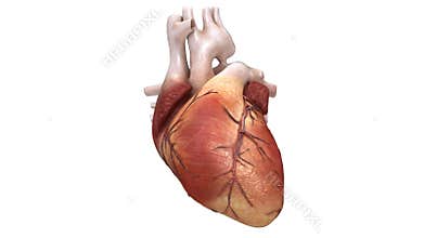 Healthy Human Heart