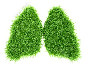 Human lungs in the form of green fresh grass