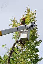 Tree Trimmer
