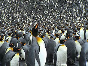 Colony of kings penguins