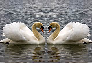 Swan Heart