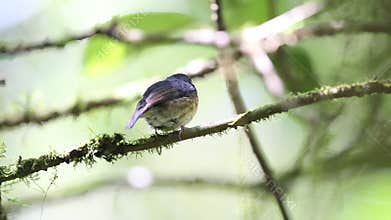 Snowy-browed Flycatcher