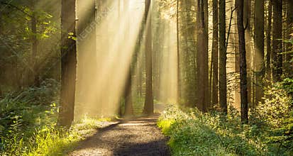 Beautiful Rays Of Light In Forest.