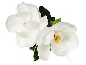 White Magnolia Flower Magnolias Floral Tree