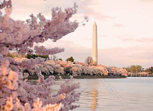 Cherry Blossom Festival
