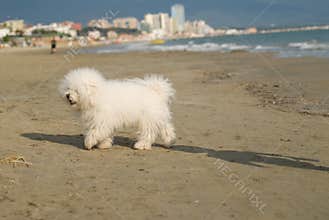 Dog's playing