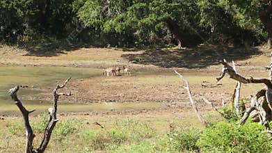 The view of flora and fauna in Yala National Park, Sri Lanka.
