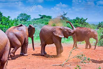 Baby Elephants Dust Bathing In Red Soil Of Kenya