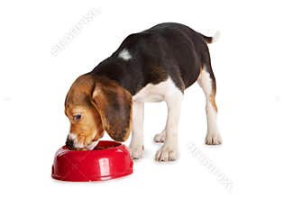 Beagle puppy eating