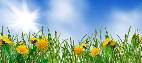 Spring meadow