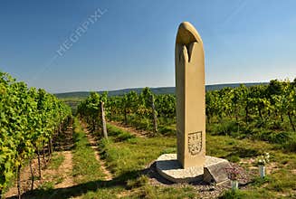 Vineyard. Wine region, south Moravia - Czech Republic.