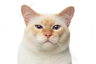 Beautiful breed Mekong Bobtail Cat Isolated White Background