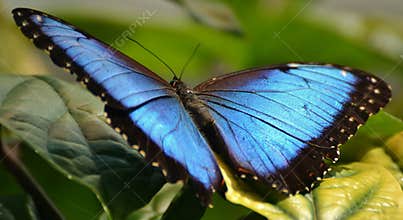 Menelaus Blue Morpho Butterfly