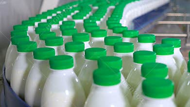 Many plastic bottles with milk products moving on factory conveyor.