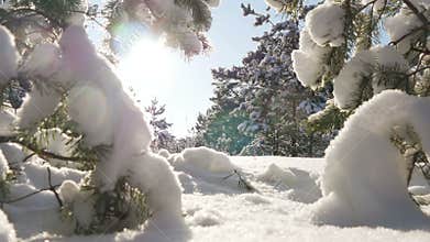 Winter sun breaks through the snow-covered fir branches