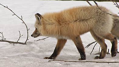 Wild red fox in winter walking through forest