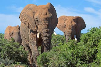 African Elephants