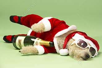 Dog In Santa Costume