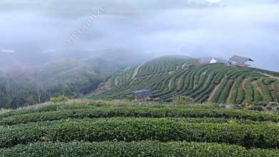 Tea plantation in morning ,Chiangmai , Thailand.