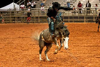 Rodeo Cowboy