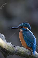 KingFisher Male