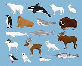 Arctic animals collection