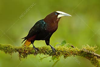 Chesnut-headed Oropendola, Psarocolius wagleri, portrait of exotic bird from Costa Rica, brown with black head and yallow bill, cl