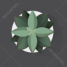 Botanic houseplant decoration vector illustration Concept